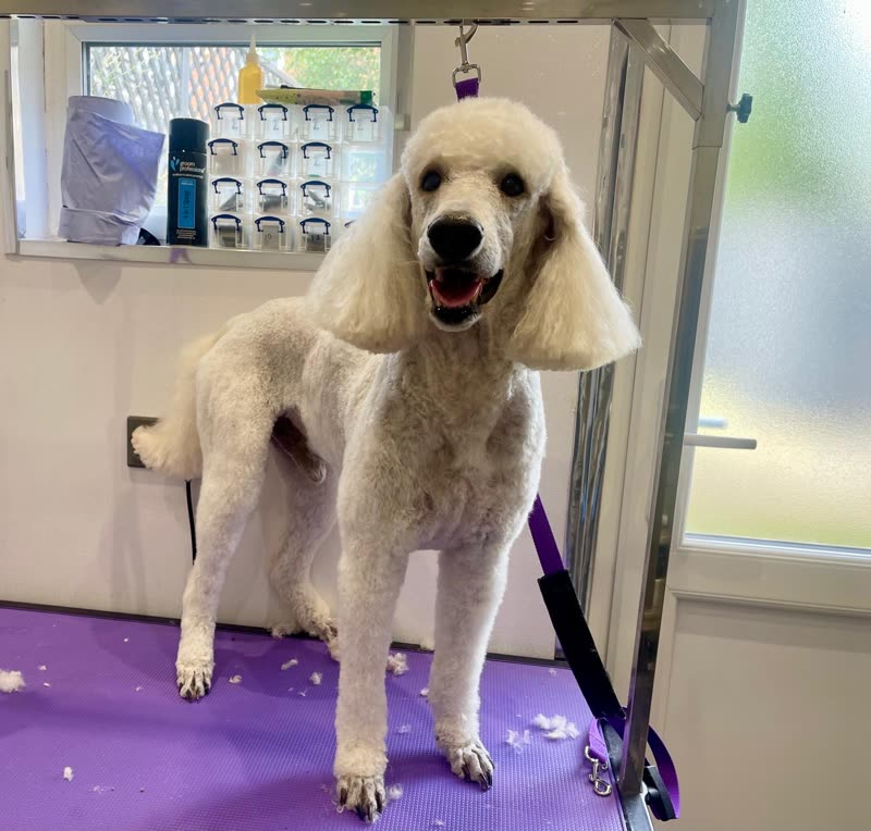 Freshly groomed cream standard poodle on the purple grooming table inside the Muddy Buddy salon