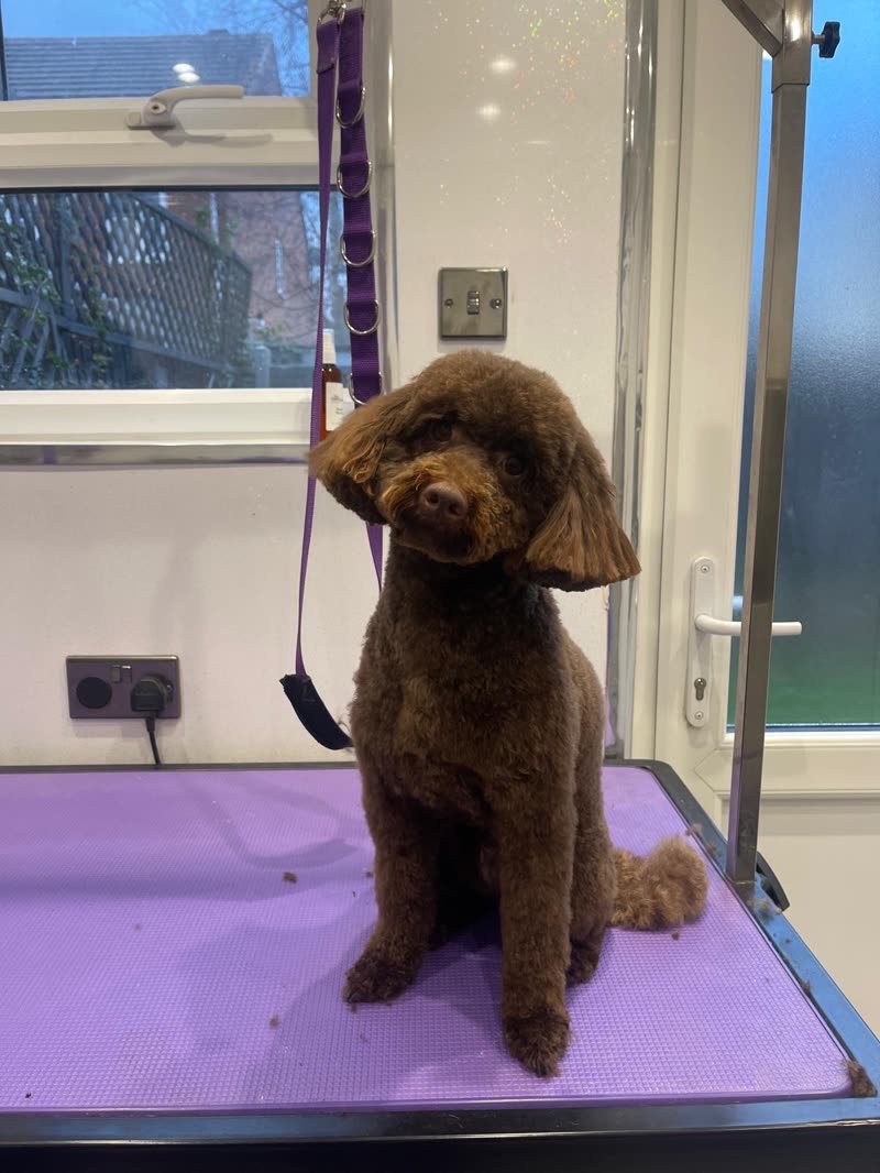 Red-brown cockapoo with a teddy clip on the grooming table beside the salon door and window