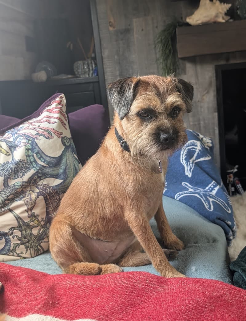 Border terrier freshly hand-stripped sitting on a sofa with patterned cushions