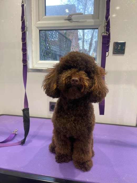 Chocolate toy poodle with a rounded teddy-bear clip sitting on the grooming table