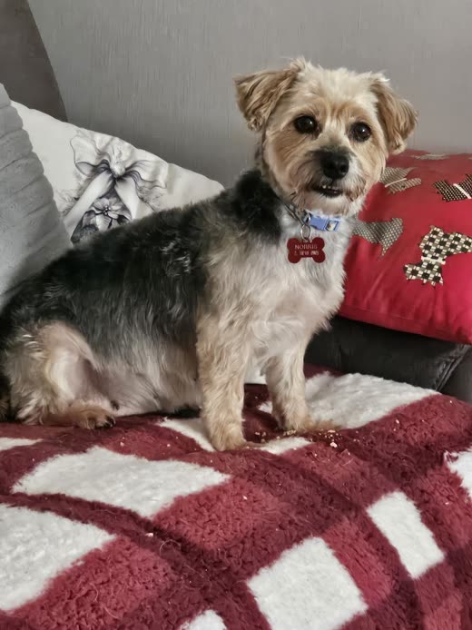 Scruffy terrier cross with a fresh short body clip sitting on a blanket